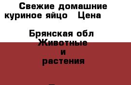 Свежие домашние куриное яйцо › Цена ­ 80 - Брянская обл. Животные и растения » Птицы   